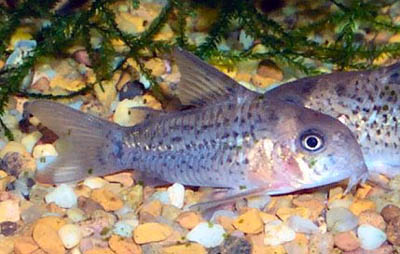 Corydoras osteocarus